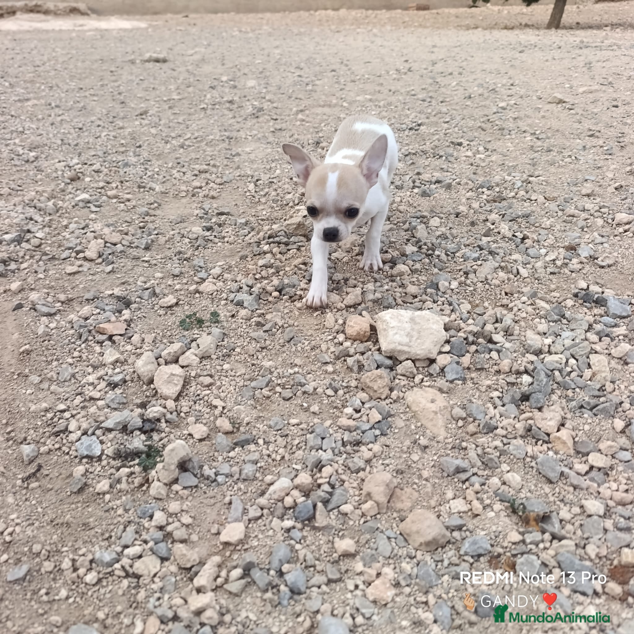 Chihuahua perros MACHITO CHIQUITIN CHIHUAHUA CABEZA DE MANZANA  - Anuncio 9