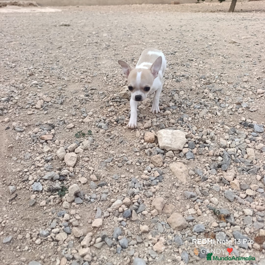 Chihuahua perros en venta: CHIHUAHUA - Anuncio 2
