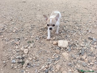 Chihuahua perros OFERTA MACHITO TOY CHIHUAHUA CABEZA DE MANZANA - Anuncio 28