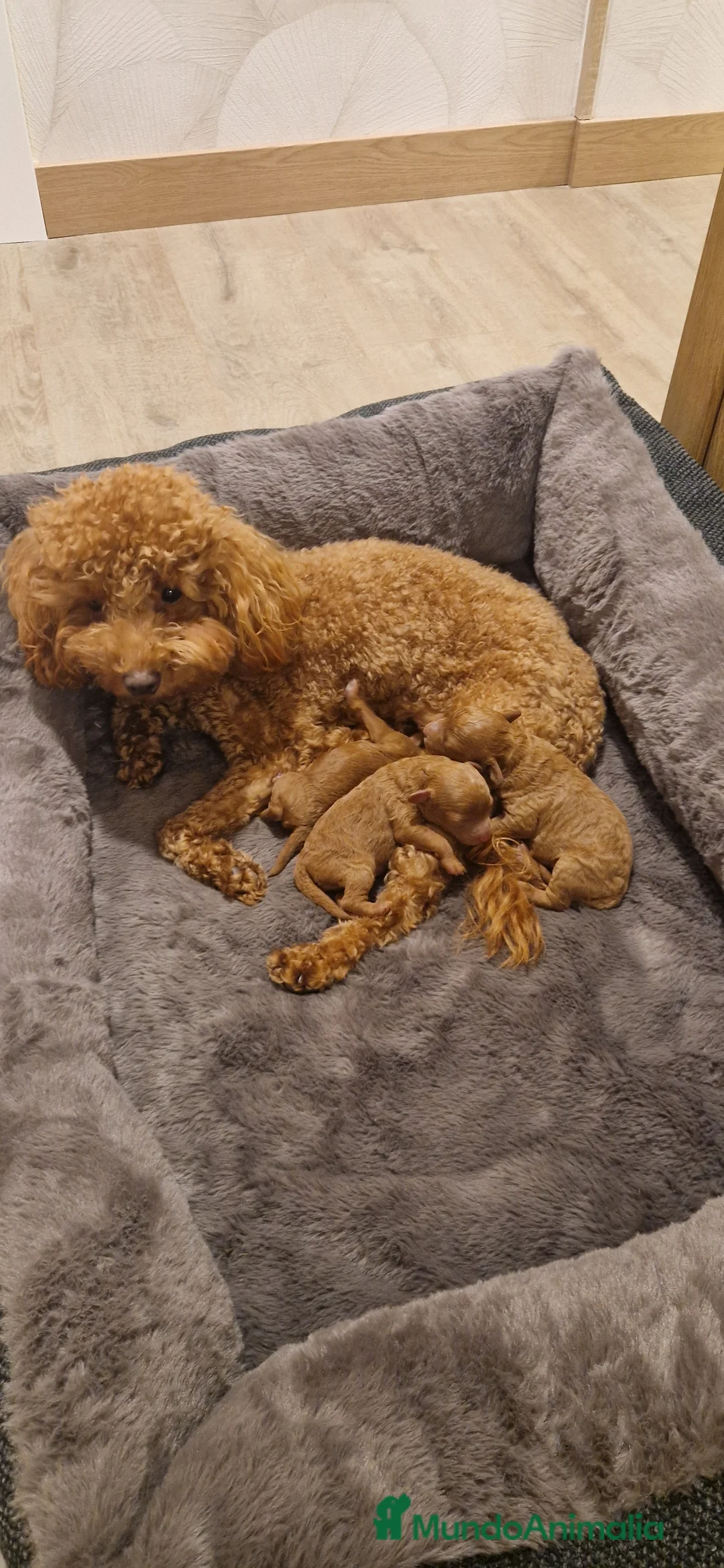 Caniche Toy perros en venta: Caniche toy rojo. - Anuncio 1