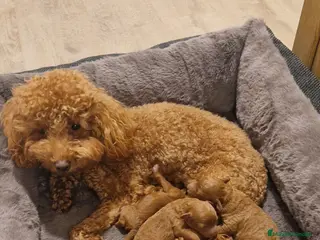 Caniche Toy perros Caniche toy rojo. - Anuncio 1