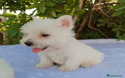 West Highland White Terrier perros en venta: Westy - Imagen 4