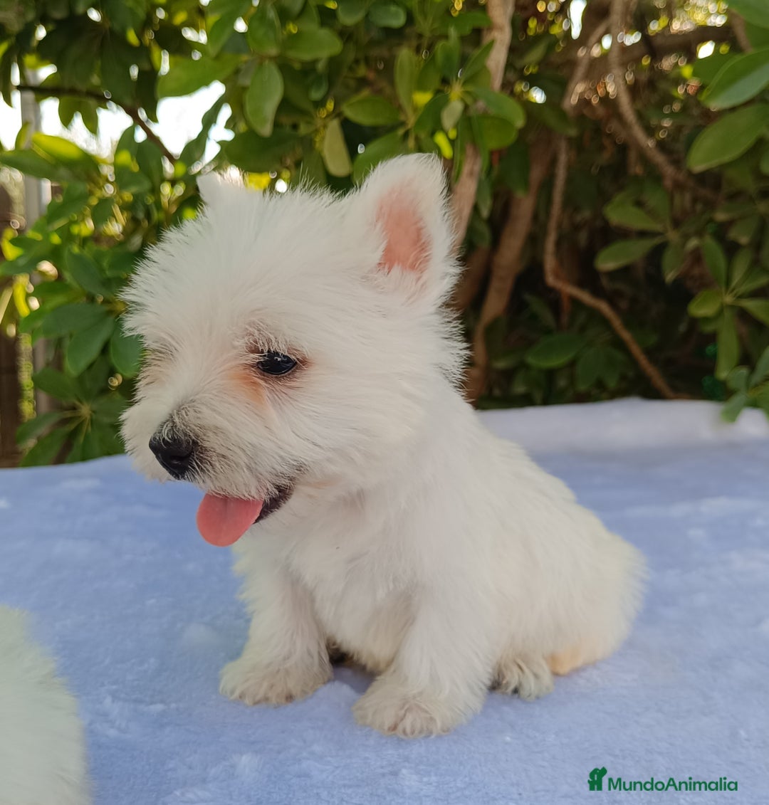 West Highland White Terrier perros en venta: Westy - Imagen 4