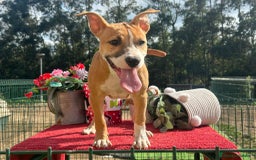American Staffordshire-Terrier perros en venta: Hembra american stanford - Imagen 1