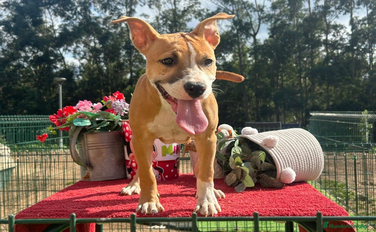 American Staffordshire-Terrier perros - Propaganda 4