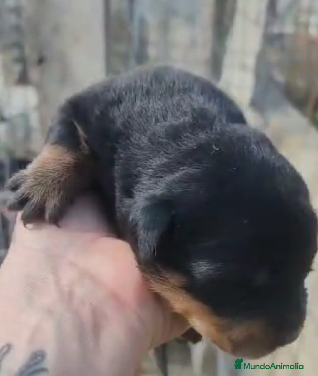 Rottweiler perros en venta: Camada de Rottwailer en Toledo - Anuncio 4