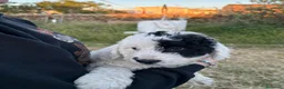 Perro de Agua Español perros en venta: PERROS DE AGUA ESPAÑOL - Anuncio 8