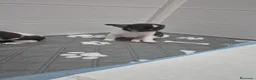 Chihuahua perros en venta: Chihuahuas ❤️  - Anuncio 3