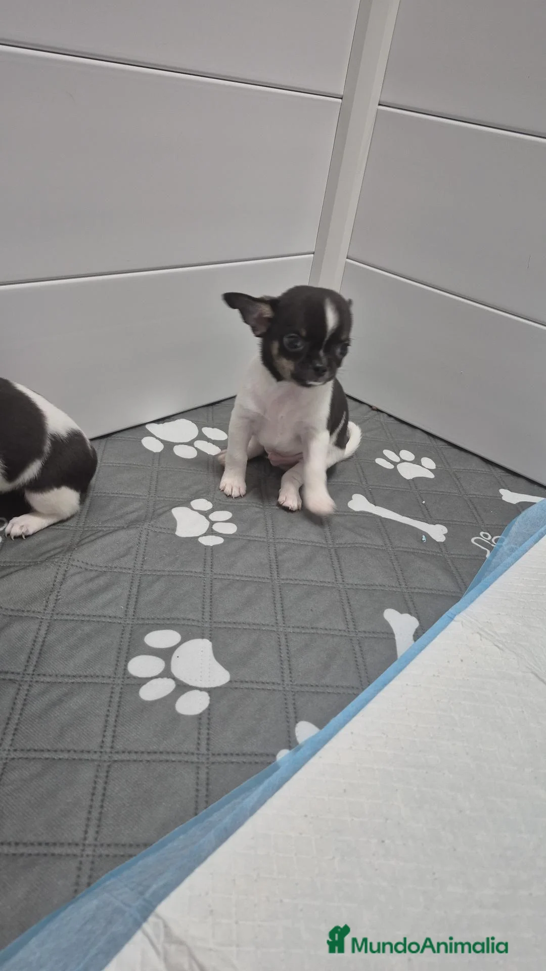 Chihuahua perros en venta: Chihuahuas ❤️  - Anuncio 3