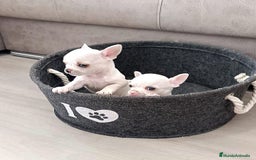 Chihuahua perros en venta: Chihuahua  - Imagen 1