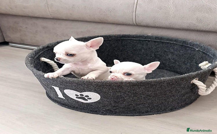 Chihuahua perros - Anuncio 2