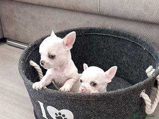 Chihuahua perros - Anuncio 3
