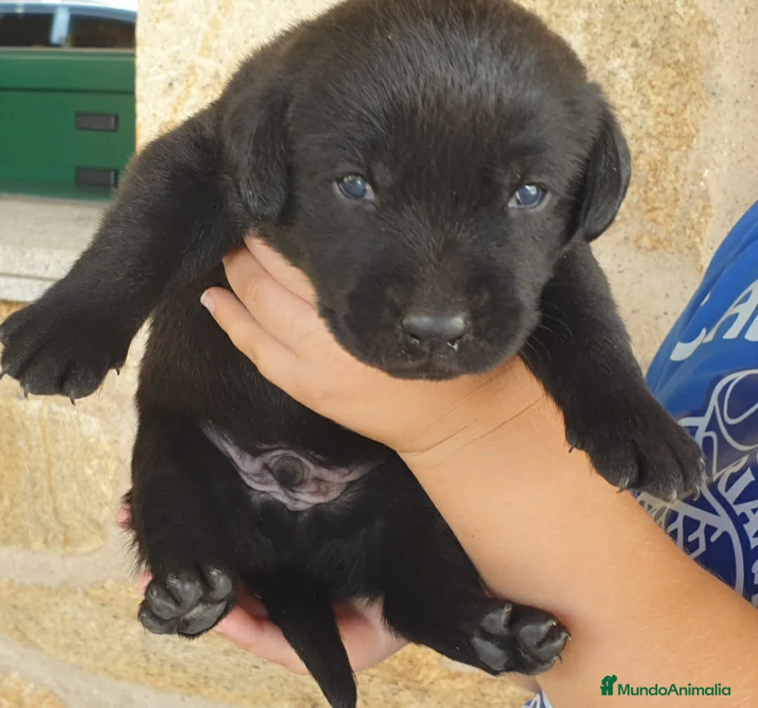 Labrador Retriever perros en venta: Cachorros labrador - Anuncio 5