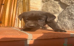 Labrador Retriever perros en venta: Cachorro macho chocolate con pedigree LOE  - Imagen 7