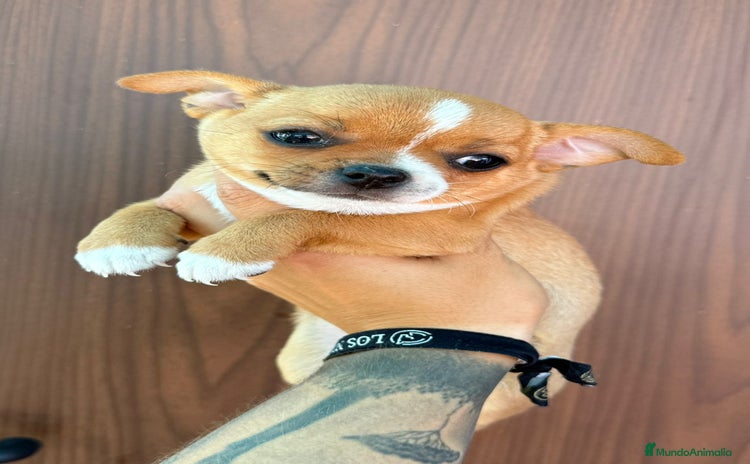 Chihuahua perros - Anuncio 7