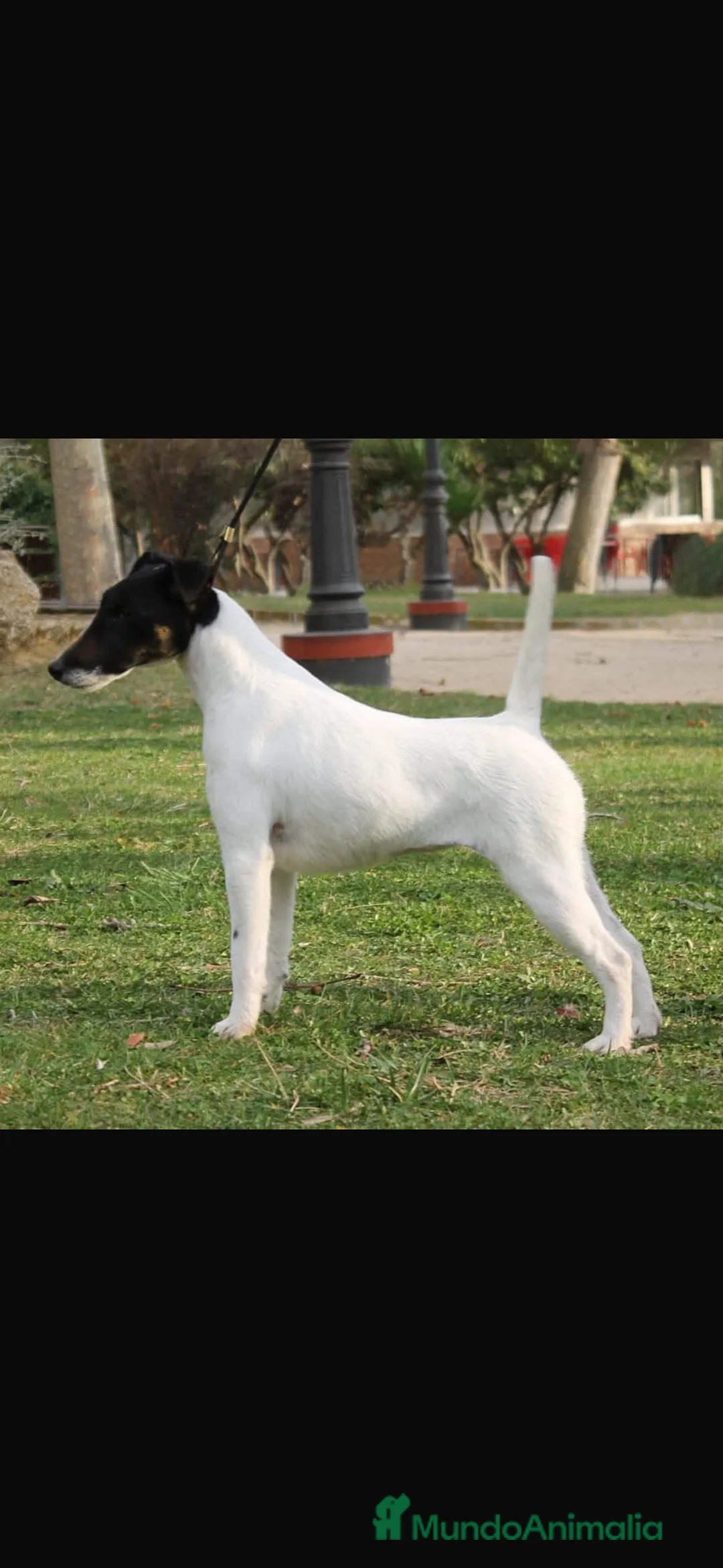 Fox Terrier de Pelo Liso perros en venta: Cachorros de fox terrier de pelo liso  - Anuncio 1