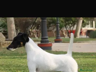 Fox Terrier de Pelo Liso perros Cachorros de fox terrier de pelo liso - Anuncio 1