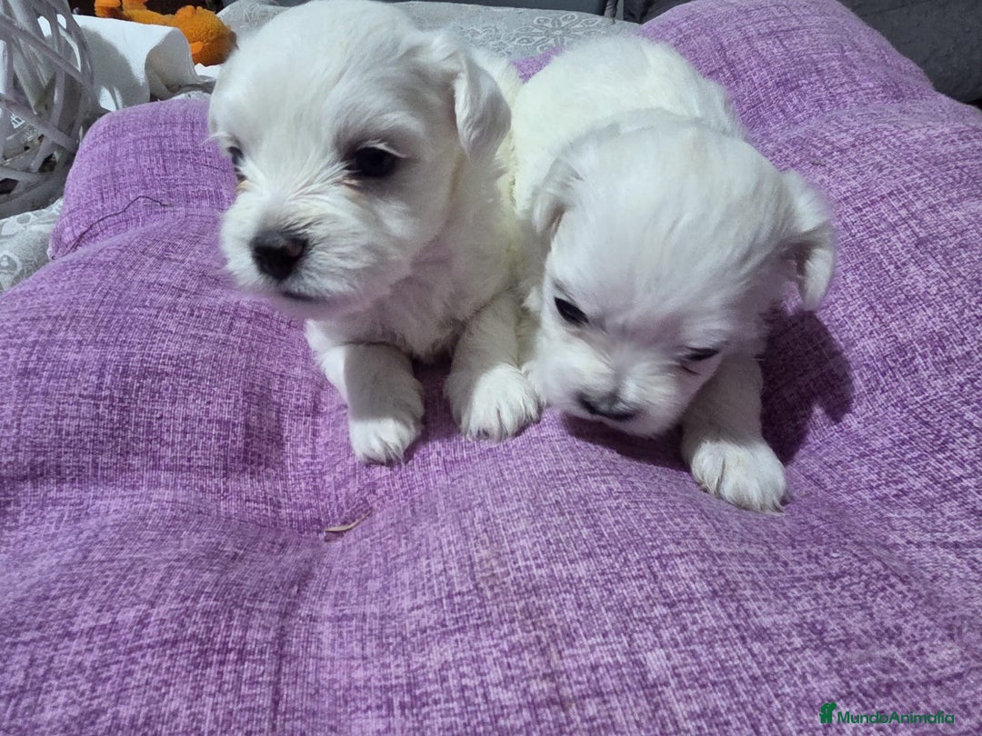 Bichón Maltés perros en venta: Excelente camada de Bichon Maltés  - Imagen 2