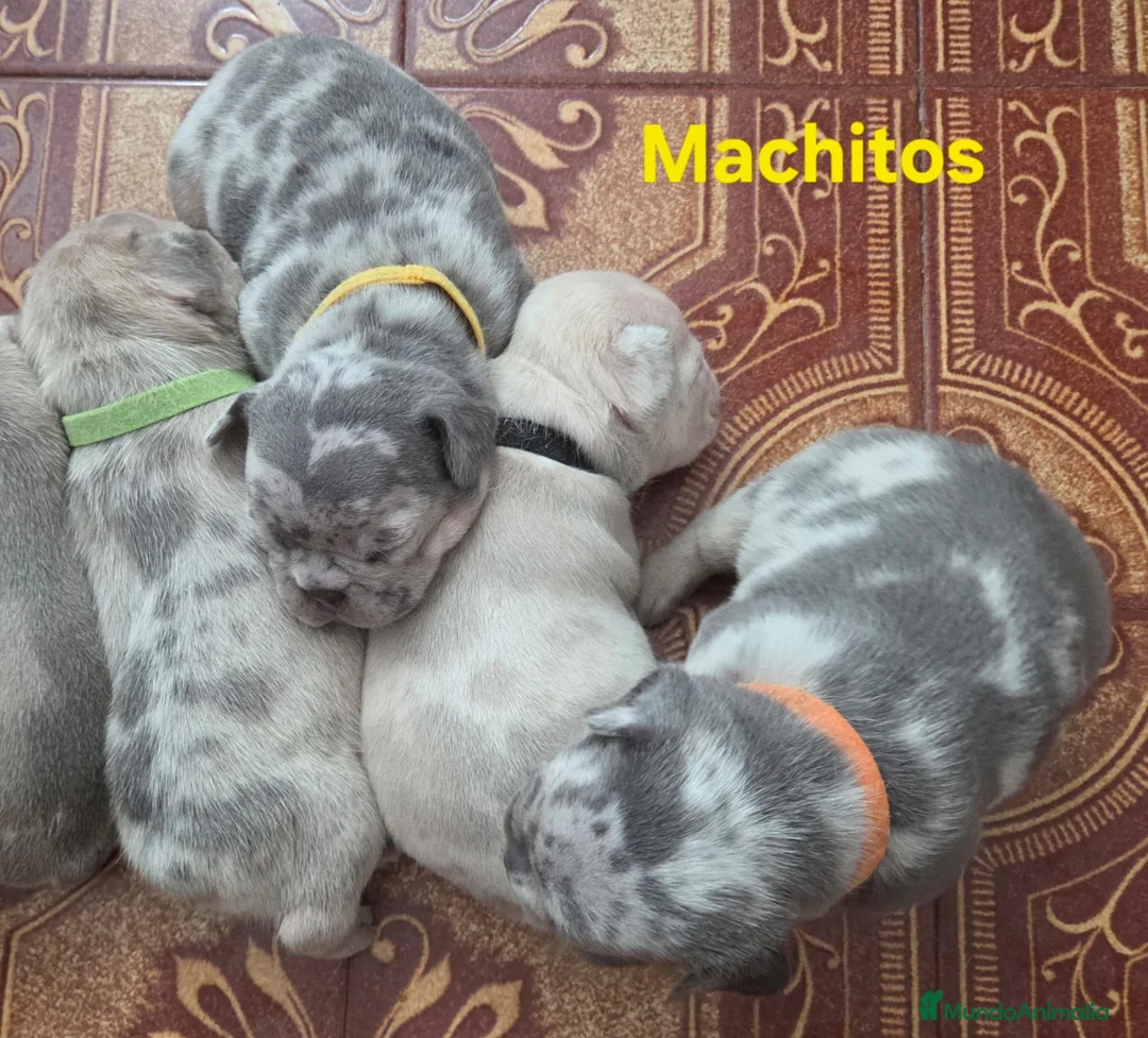 Bulldog Francés perros en venta: Bulldog Frances exotic - Anuncio 1