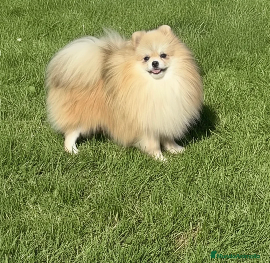 Pomerania perros en venta: Lulu de Pomerania - Anuncio 4