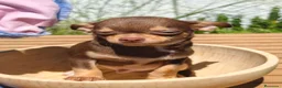 Chihuahua perros en venta: Chihuahua bicolor macho - Anuncio 7