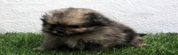 Pomerania perros en venta: Pomerania - Anuncio 15