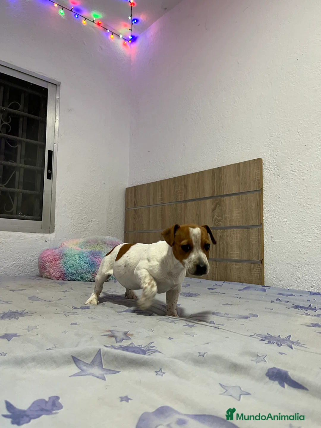 Jack Russell Terrier perros en venta: Pequeño Jack Russell 🐾🫶🏻 - Anuncio 1