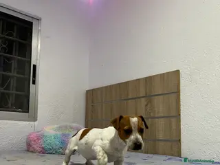 Jack Russell Terrier perros Pequeño Jack Russell 🐾🫶🏻 - Anuncio 1