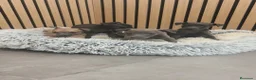 Pequeño Lebrel Italiano perros en venta: Pequeño Lebrel Italiano disponibles para octubre  - Anuncio 3