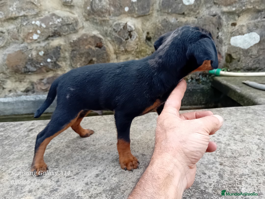 Pinscher Alemán perros en venta: Pincher blue merle - Imagen 6