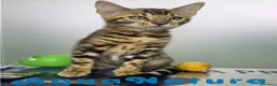 Bengalí gatos en venta: Bengali Hembra de Bengala y Marbel 1888 AQUANATURA - Anuncio 6
