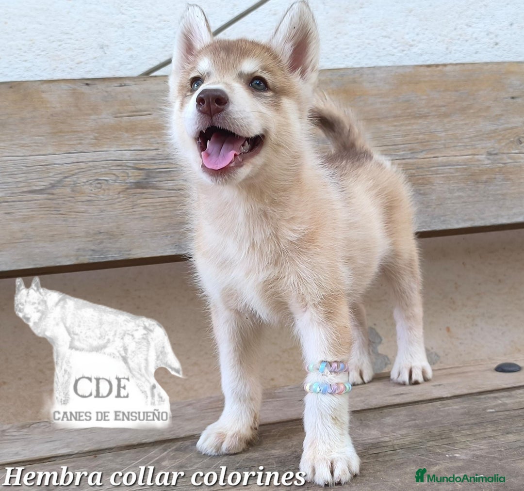 Husky Siberiano perros en venta: Husky siberiano de calidad - Imagen 5