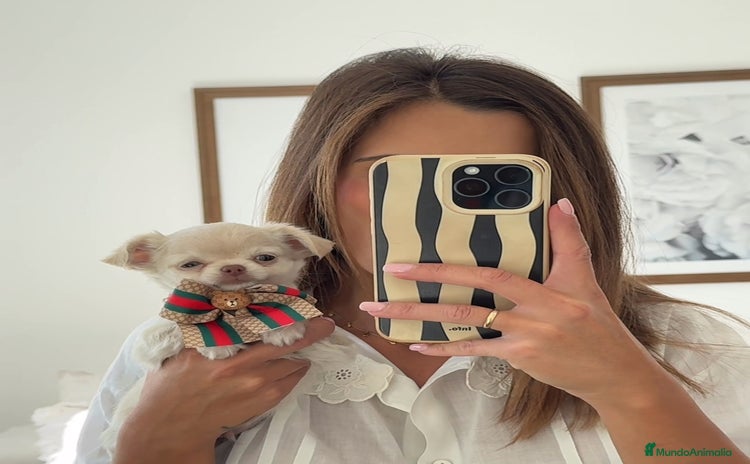 Chihuahua perros - Anuncio 2