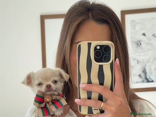 Chihuahua perros - Anuncio 10