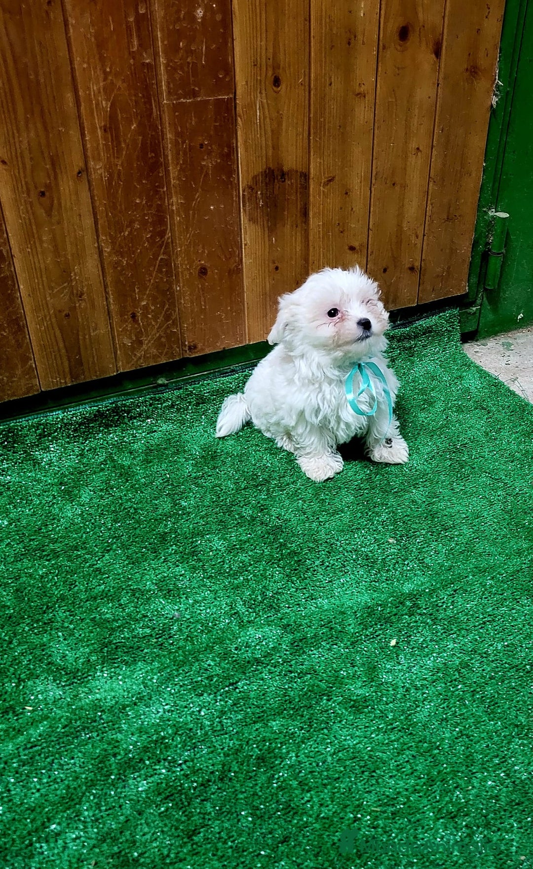 Bichón Maltés perros en venta: BICHON MALTES ♂️ - Anuncio 1