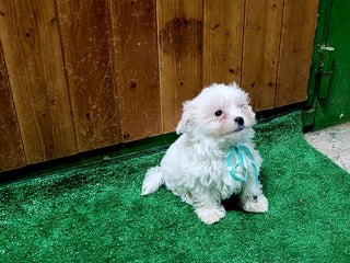 Bichón Maltés perros BICHON MALTES ♂️ - Anuncio 2