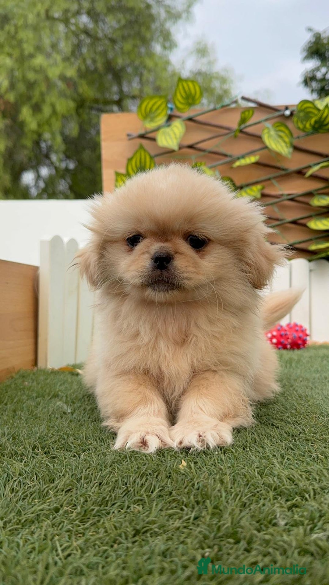 Pekinés perros en venta: PEKINES HEMBRA - Imagen 11