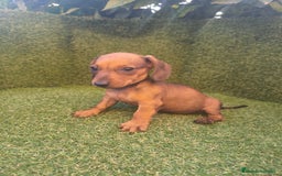 Teckel perros en venta: camada teckel canichen rojas  - Imagen 9