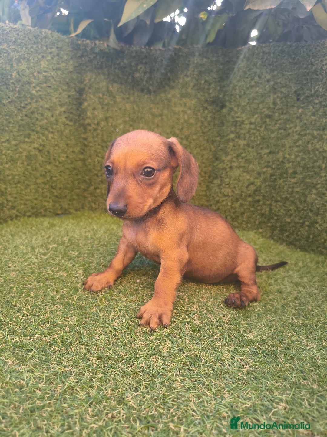 Teckel perros en venta: camada teckel canichen rojas  - Imagen 9