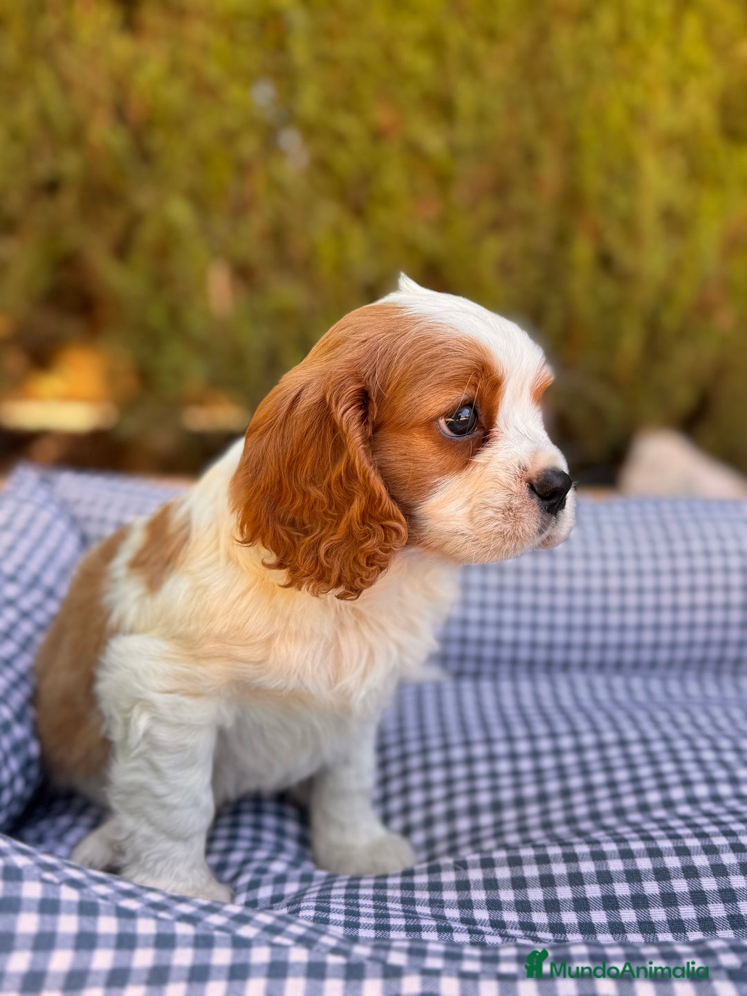 Cavalier King Charles Spaniel perros en venta: CAVALIER CAVALIER CAVALIER CAVALIER   - Anuncio 2