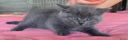 Británico de Pelo Corto Azul gatos en venta: Gatcot.com - Anuncio 6