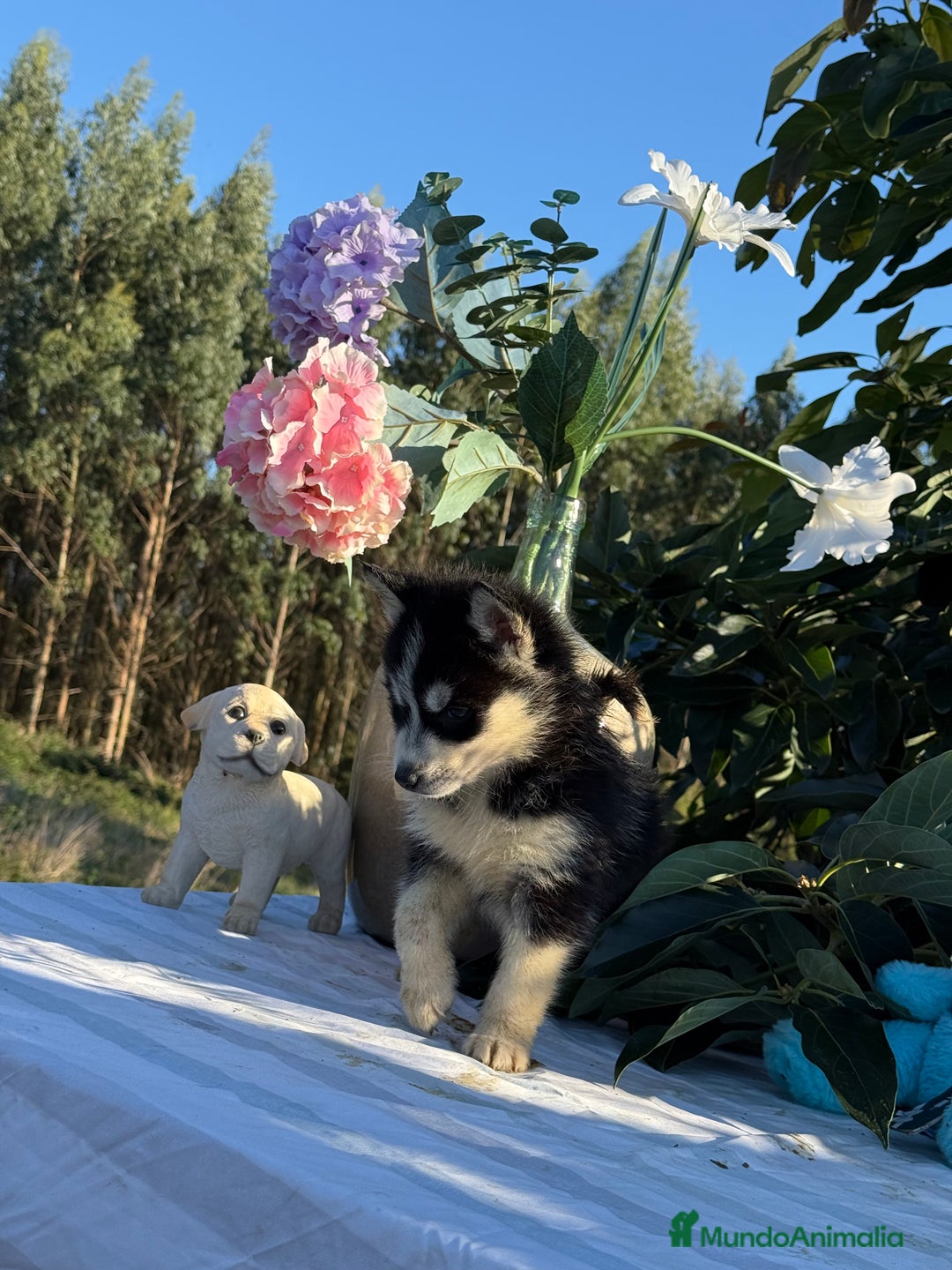 Husky Siberiano perros en venta: Preciosas hembritas de husky - Imagen 7