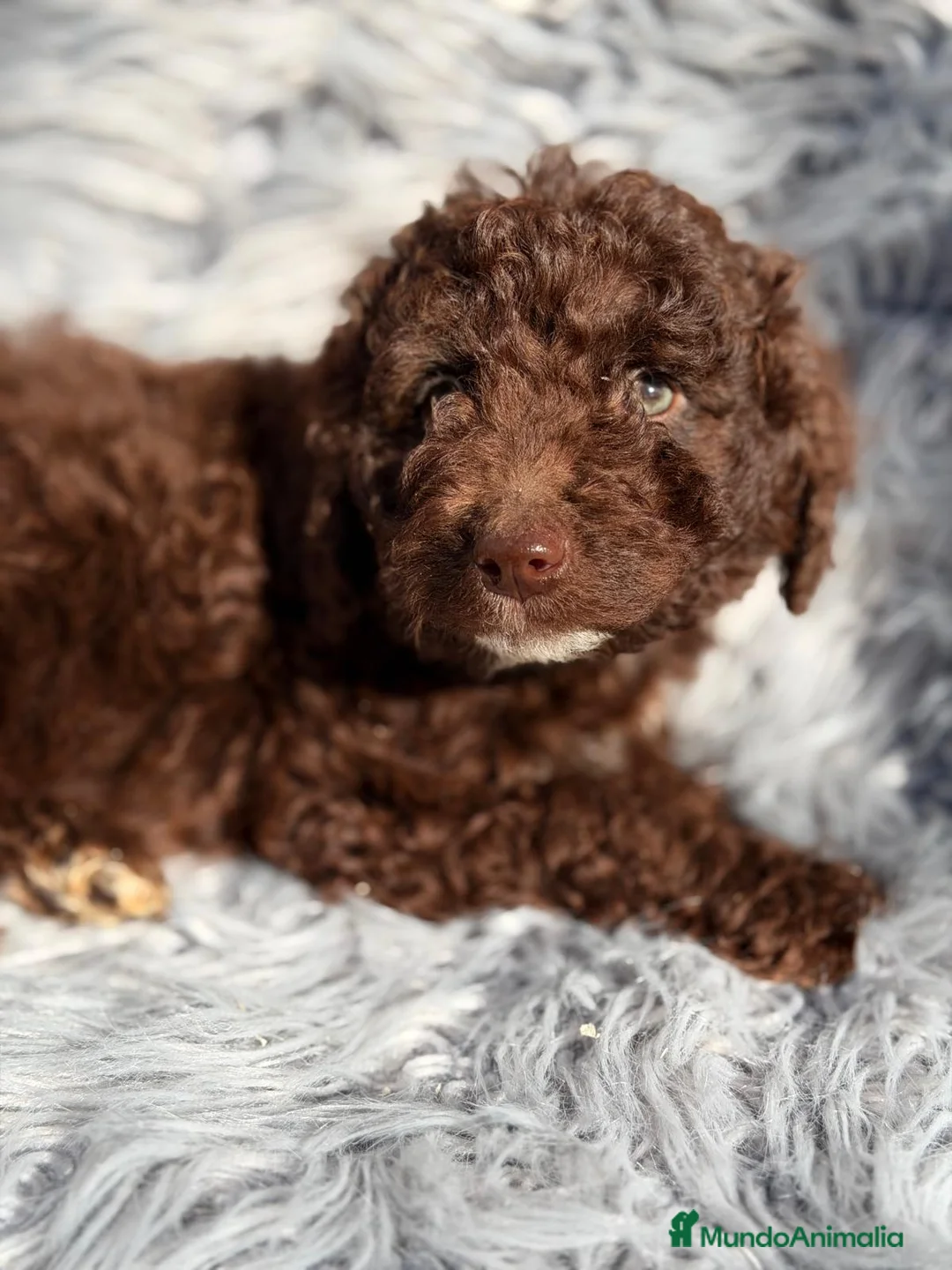 Perro de Agua Español perros en venta: PERRO DE AGUA ESPAÑOL CHOCOLATE  - Anuncio 1