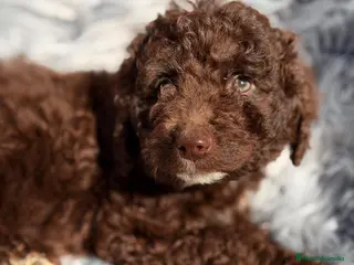 Perro de Agua Español perros PERRO DE AGUA ESPAÑOL CHOCOLATE - Anuncio 1