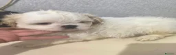 Shih Tzu perros en venta: Shihtzu  en Curtis  La Coruña  - Anuncio 2