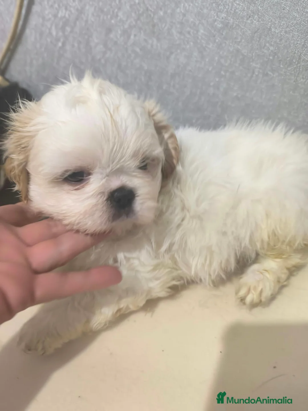 Shih Tzu perros en venta: Shihtzu  en Curtis  La Coruña  - Anuncio 2