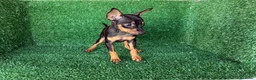 Pinscher Miniatura perros en venta: pinsher miniatura - Anuncio 6
