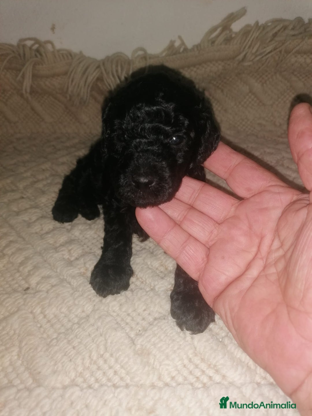 Caniche Toy perros en venta: Caniche toys merle - Imagen 3