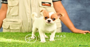 Chihuahua perros en Rubena - Propaganda 7