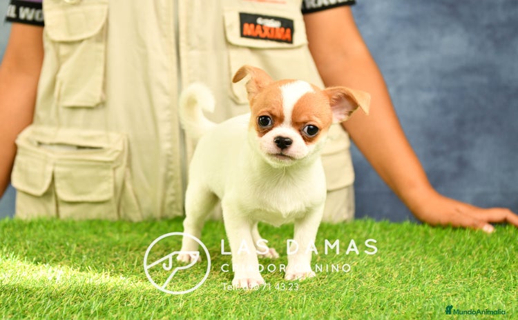 Chihuahua perros en Rubena - Propaganda 1